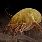 Watch: Dust Mites Are All Around Us, Feast on Our Skin