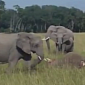 Watch: Elephant Calf Mourns the Loss of Its Mother