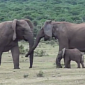 Watch: Elephant Family Reunion Video Is Heart Melting, up to the Last 20 Seconds