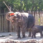 Watch: Elephant Has an Itch, Grabs Hold of a Broom to Scratch