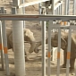 Watch: Elephant Meets Pachyderm of Its Kind After 37 Years of Solitude