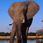 Watch: Elephants Are Not Trinkets, the WWF Argues in New Video