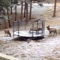 Watch: Elk Plays on a Trampoline