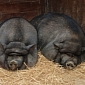 Watch: Everything You Need to Know About Pigs Explained in 60 Seconds