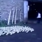 Watch: Farmer Gets His Ducks in a Barn by Ordering Them to March