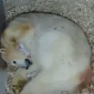 Watch: First Ever Color Footage of a Polar Bear Giving Birth