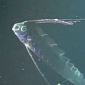 Watch: First-Ever Footage of Oarfish in Its Natural Habitat Hits the Public Eye