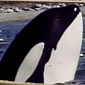 Watch: First Trailer for “Blackfish” Hits the Public Eye