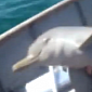 Watch: Fishermen Rescue Dolphin Calf Tangled in a Plastic Bag