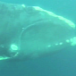 Watch: Fishermen Rescue Northern Right Whale