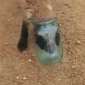 Watch: Fox Cub Gets Its Head Stuck in a Jar, Asks People for Help