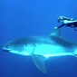 Watch: Freediver Swims Alongside Great White Shark