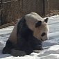 Watch: Giant Panda Plays in the Snow
