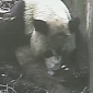 Watch: Giant Panda Twins Born at Conservation Center in China's Sichuan Province