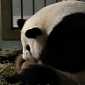 Watch: Giant Panda at Atlanta Zoo Gives Birth to Twin Cubs