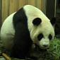 Watch: Giant Panda in Taiwan Delivers an Adorable Female Cub