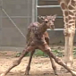 Watch: Giraffe Calf Is Born at Brookfield Zoo in Chicago