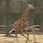 Watch: Giraffe Could Not Be Happier About the Arrival of Spring