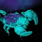Watch: Glowing Scorpion Uses UV Light to Attract Prey