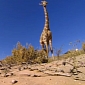 Watch: GoPro Camera Has Close Encounter with a Giraffe