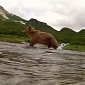 Watch: GoPro Camera Stalks Grizzly, Is Caught in the Act and Punished