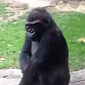 Watch: Gorilla Scares the Bejesus Out of Kids Taunting Him