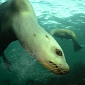 Watch: Great Bear Sea's Biodiversity Documented in Stunning Video