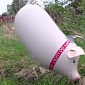 Watch: Greenpeace Sends Pigs Flying over Nuclear Plant in Sweden