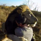 Watch: Guy Enjoys Group Hug with Two Fully Grown Lions