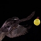 Watch: Hawk Attacks Water Balloon, Kills It on the Spot