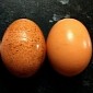 Watch: Here Is How Eggs Got Their Distinctive Shape
