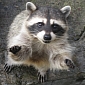 Watch: Hilarious Raccoon Shows Off Its Acrobatic Skills