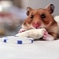 Watch: Hilarious Video Shows Hamster Eating Tiny Burritos