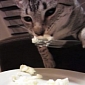 Watch: Hilarious Video of a Cat Eating with a Fork
