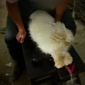 Watch: Horrific Abuse Documented at Angora Fur Farm in China