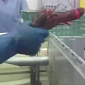 Watch: Horrific Footage Shows Lobsters, Crabs Tortured by Workers at Seafood Plant