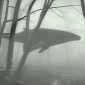 Watch: Humpback Whale Enjoys Swim in a Forest