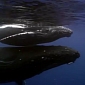Watch: Humpback Whales Don't Always Behave like Gentle Giants