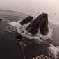 Watch: Humpback Whales Nearly Swallow Divers Whole