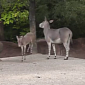 Watch: Hyperactive Wild Ass Foals Dance and Prance at St. Louis Zoo