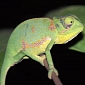 Watch: Immediately After Hatching, Baby Chameleons Go Hunting for Spiders