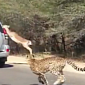 Watch: Impala Escapes Cheetahs by Diving Head First into a Car