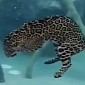 Watch: Jaguar Goes Swimming Underwater