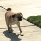 Watch: Jazzy, the Pug with 2 Broken Legs, Makes Amazing Recovery