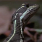 Watch: Jesus Christ Lizard Walks on Water, Has No Idea It's Performing a Miracle