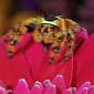 Watch: Jumping Spider Goes Hunting, Turns Unlucky Bee into Its Next Meal