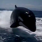 Watch: Killer Whales Chase a Boat, Behave Just like Dolphins