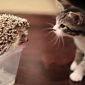 Watch: Kitten Meets Hedgehog Video Goes Viral