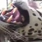 Watch: Leopard Purrs Its Heart Out in Viral Video