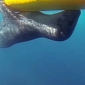 Watch: Leopard Seal Is In Love with a Kayak, Cannot Stop Hugging It